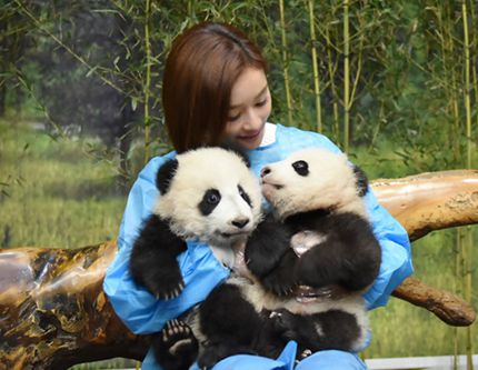 Актриса Юань Шаньшань назначена послом большой панды