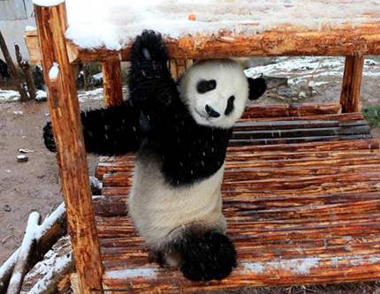 Большая панда резвится после снегопада
