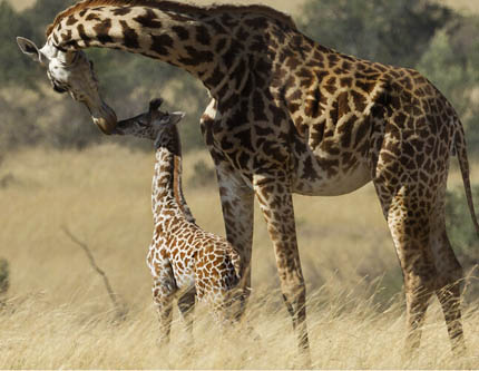 Нежный материнский поцелуй в животном мире