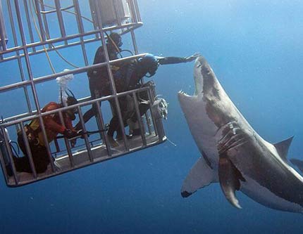 Общение человека с акулами