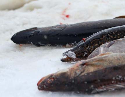 Подледная зимняя рыбалка на озерах в Финляндия