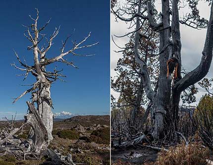 Девственный лес в Австралии после пожара