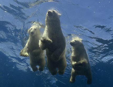 Детеныши белого медведя учатся плавать