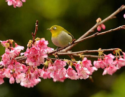 Весна в Японии