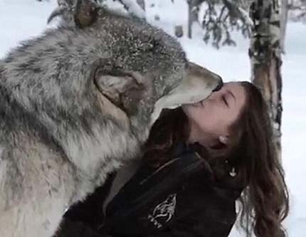 Поцелуй красавицы с диким волком