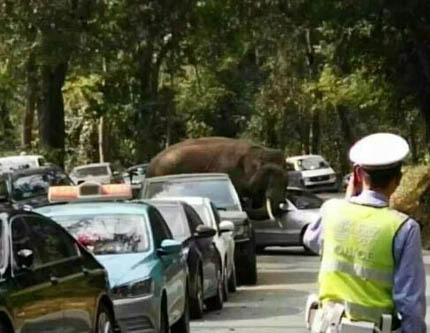 Дикий слон разрушил десятки машин в Долине диких слонов в округе Сишуанбаньна провинции Юньнань