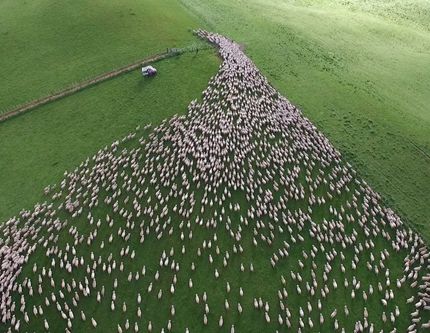 Великолепная миграция овец в Новой Зеландии