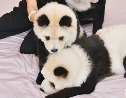 Чау-чау или панда?