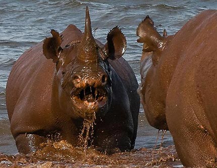 Драка носорогов