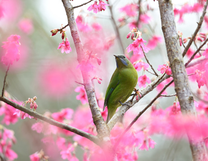 Птицы и цветы – первые посланники весны в Китае