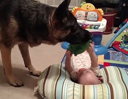 "Перетягивание каната" между ребенком и собакой