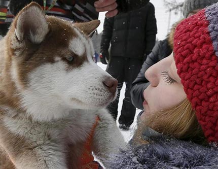 Во Владивостоке пройдут гонки на собачьих упряжках