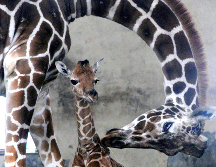 Новорожденный жираф вместе с его мамой