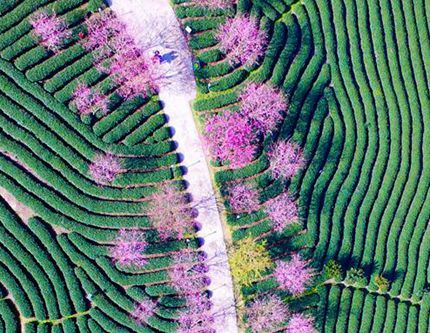 Тысячи цветущих вишен на юго-востоке Китая