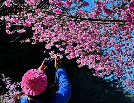 Цветущие вишневые деревья преобразили остров Тайвань