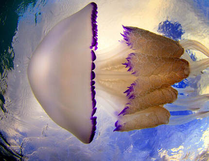 Фото: Танцующие медузы