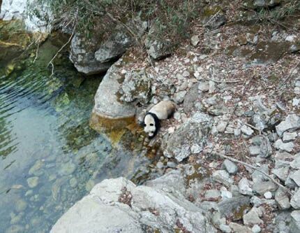 Китайскому крестьянину удалось заснять на телефон дикую панду у водопоя
