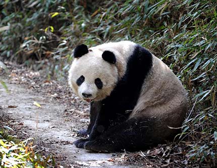 Большие панды с северо-запада Китая