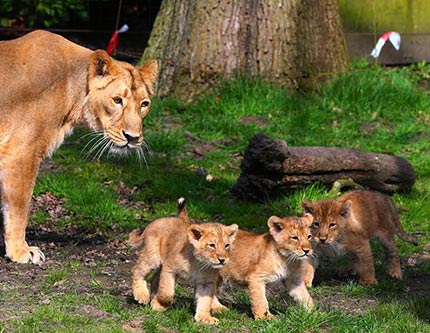 Маленькие азиатские львята в зоопарке города Мехелен