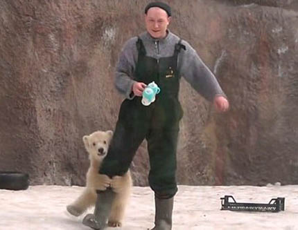 Милые близнецы полярных медведей в зоопарке России