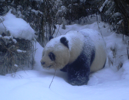 Дикая гигантская панда в лесу бамбука