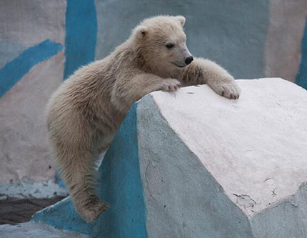 Детеныш полярного медведя в местном зоопараке Новосибирска