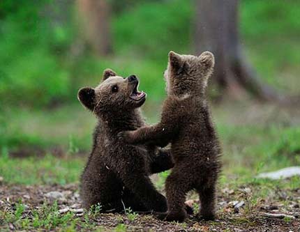 Милые фотографии бурых медвежат