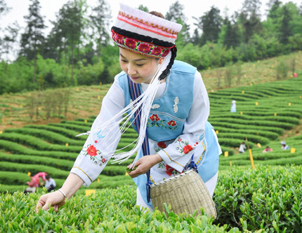 Пейзажный чайный сад в китайской провинции Гуйчжоу