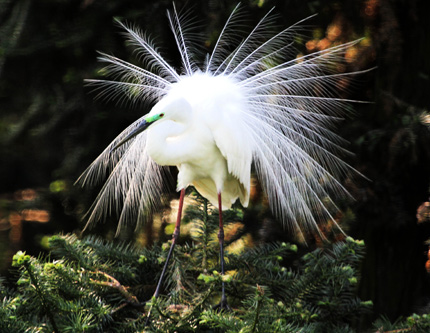 Пришло время размножения белых цапель на озере Поянху