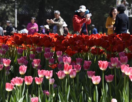 Толпы Пекинцев собираются в парках любоваться цветами