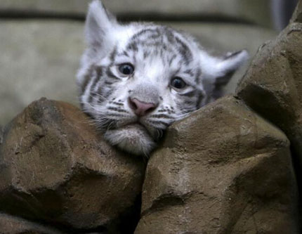 Фото: Новорожденный белый тигренок в чешском зоопарке