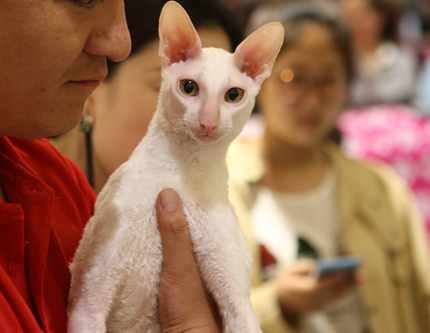 Международная выставка кошек в Шэньяне