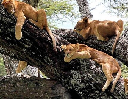 В Танзании: львы любят отдыхать на деревьях