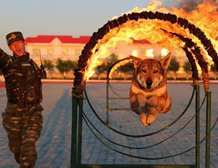 Тренировки бравых служебных собак вооруженной полиции Китая