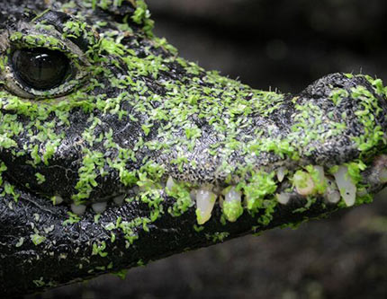Крокодил маскируется в водных зелёных водорослей