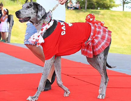 Показ модной собачьей одежды в Торонто