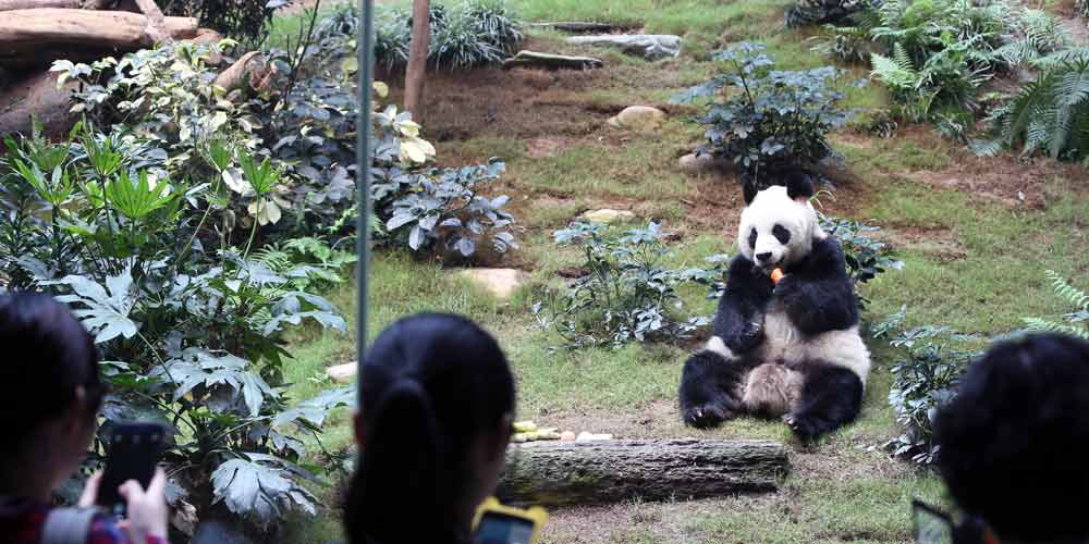 Самая старая содержащаяся в неволе панда -- Цзя Цзя из сянганского парка