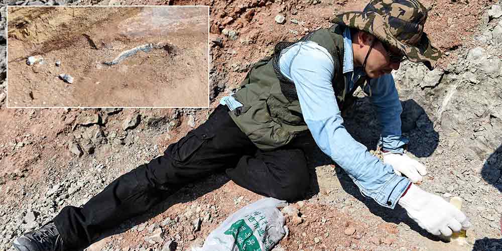 На северо-востоке Китая обнаружены окаменелости динозавра