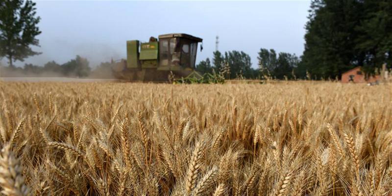 В провинции Хэнань убрано более половины урожая пшеницы