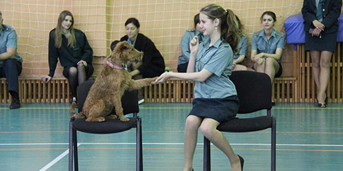 Показательные выступления кинологов со служебными собаками во Владивостоке
