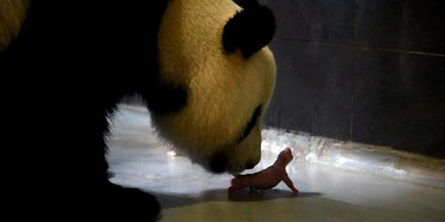 У подаренной центральным правительством Аомэню панды Синьсинь родились двое детенышей