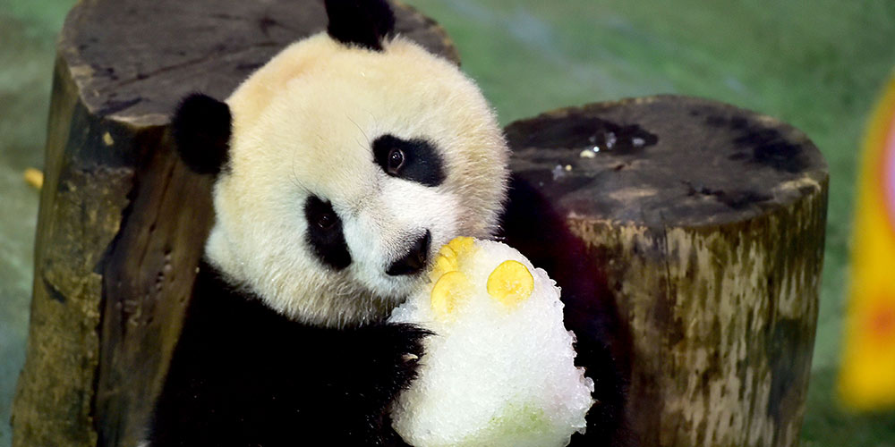 Живущей в Тайбэйском зоопарке панде по кличке "Юаньцзай" исполняется три года