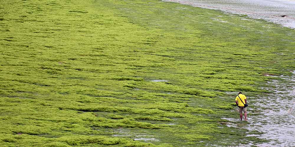 Зеленые водоросли атакуют прибрежные районы в провинции Шаньдун