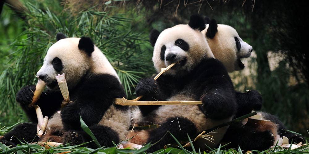Единственные в мире панды-тройняшки полностью перешли на твердую пищу