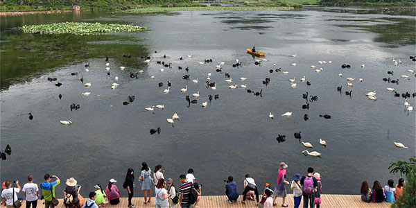 Лебединое озеро в провинции Юньнань