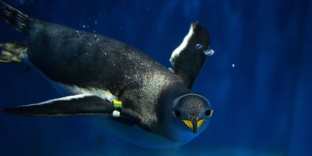 Пингвины спасаются от жары в Харбинском полярном океанариуме
