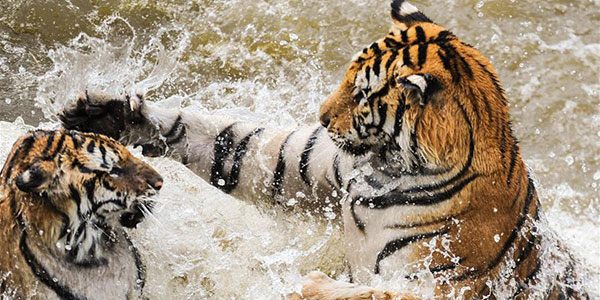 Уссурийские тигры резвятся в воде