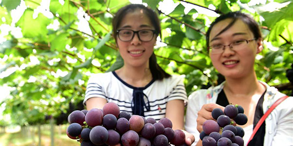 Сбор урожая на виноградниках в Хэфэе