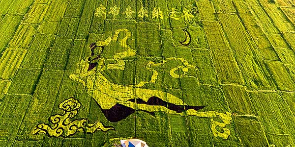 Картина на рисовых полях в Синьцзян-Уйгурском АР