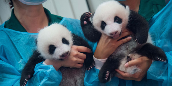 Панды-близнецы из Аомэня вновь показались на публике